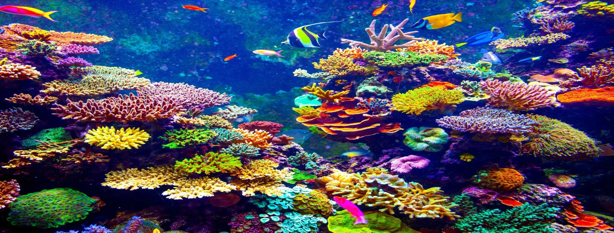 Image for Coral Reef